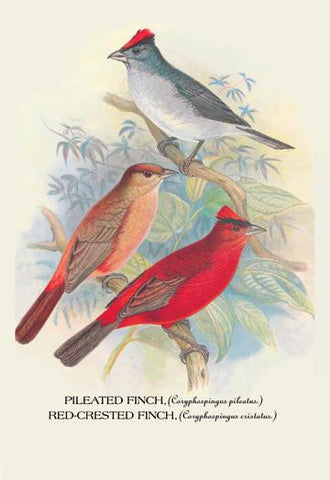 Pileated Finch; Red-Crested Finch 20x30 poster