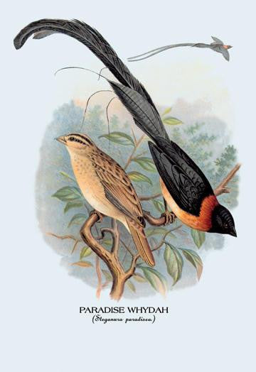 Paradise Whydah 20x30 poster