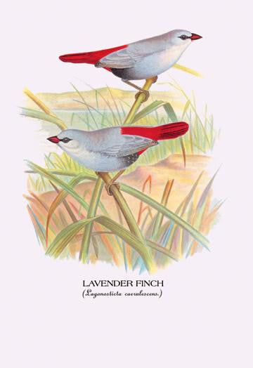 Lavender Finch 20x30 poster