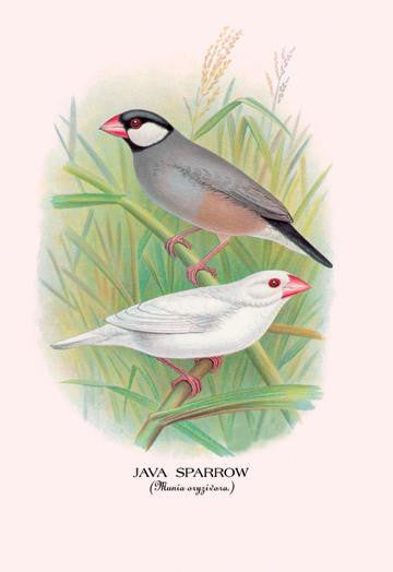 Java Sparrow 20x30 poster