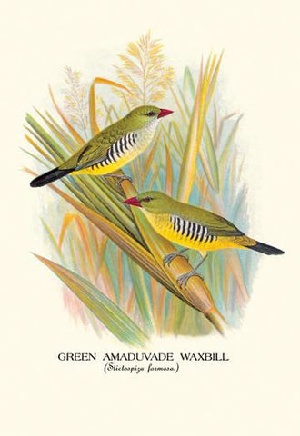 Green Amaduvade Waxbill 20x30 poster