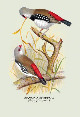 Diamond Sparrow 20x30 poster