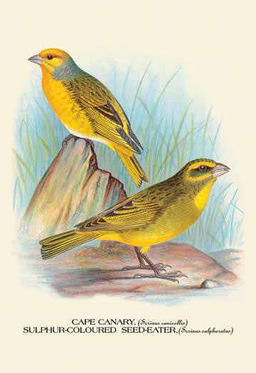 Cape Canary; Sulphur-Coloured Seed-Eater 20x30 poster