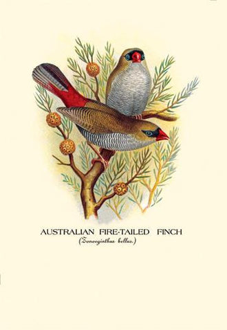 Australian Fire-Tailed Finch 20x30 poster