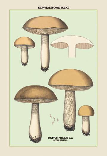 Unwholesome Fungi: Bitter Boletus 20x30 poster