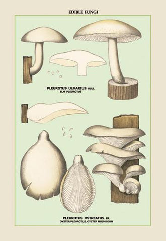 Oyster Mushroom 20x30 poster