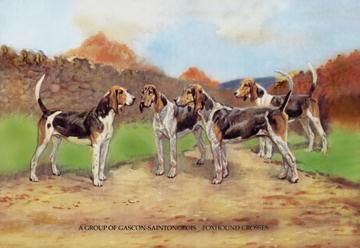 A Group of Gascon-Saintongeois Foxhound Crosses 20x30 poster