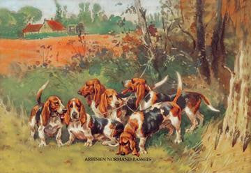 Artesien Normand Bassets 20x30 poster