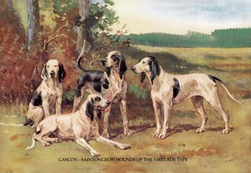 Gascon-Saintongeois Hounds of the Virelade Type 20x30 poster