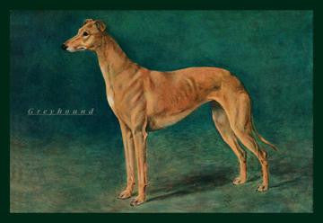 Coursing Greyhound 20x30 poster