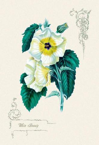 White Beauty 20x30 poster