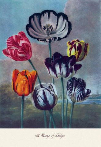 A Group of Tulips 20x30 poster