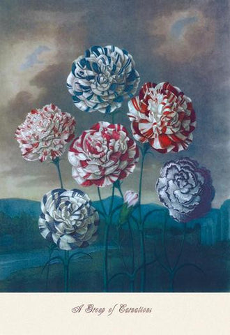 A Group of Carnations 20x30 poster