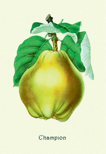 Champion Pears 20x30 poster