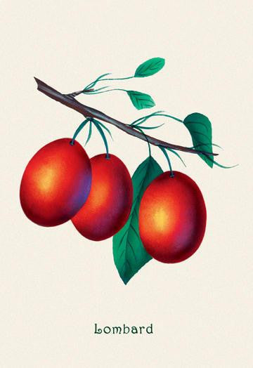 Lombard Plums 20x30 poster