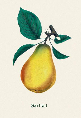 Bartlett Pear 20x30 poster