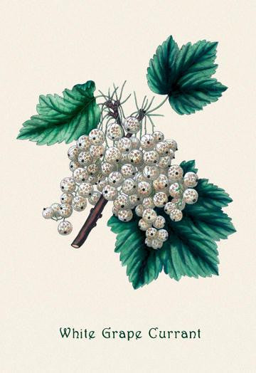 White Grape Currant 20x30 poster