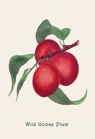 Wild Goose Plum 20x30 poster