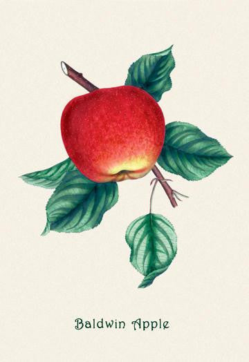 Baldwin Apple 20x30 poster