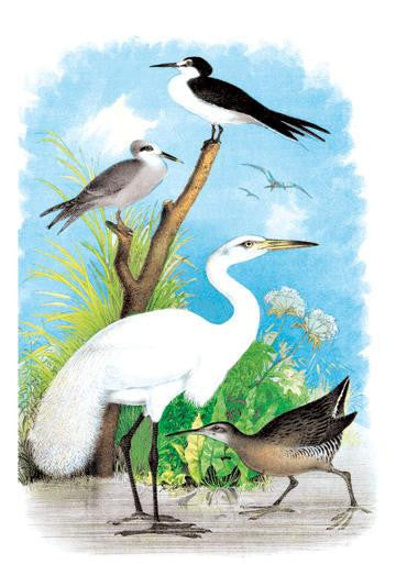 The Great White Egret (White Heron) 20x30 poster