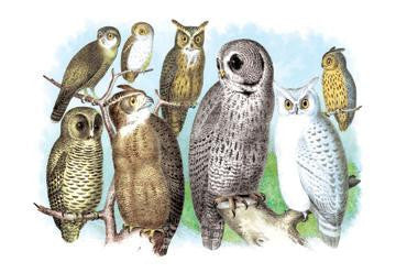 A Hoot of Owls 20x30 poster