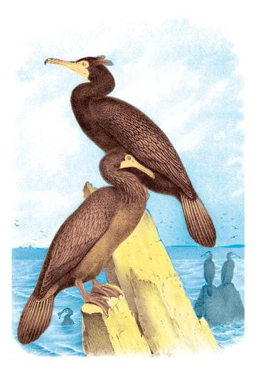 Townsend&#39;s Cormorant 20x30 poster