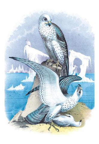 Jer-Falcon, or Gyr Falcon 20x30 poster