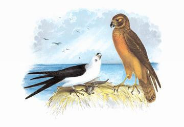 Swallow-Tailed Kite and Marsh Hawk 20x30 poster