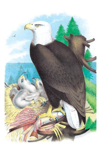 The Bald Eagle (White-Headed Eagle) 20x30 poster