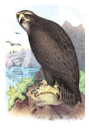 Gray, or Sea Eagle 20x30 poster