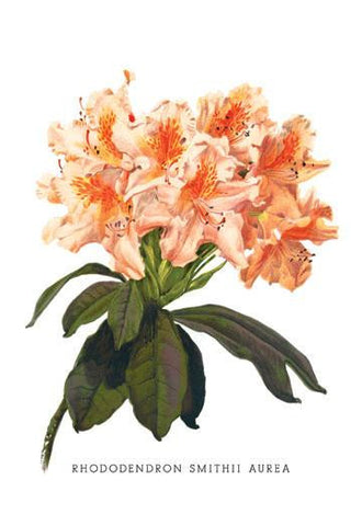 Rhododendron Smithii Aurea 20x30 poster