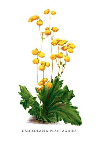 Calceolaria Plantaginea 20x30 poster