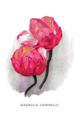 Magnolia Campbellii 20x30 poster