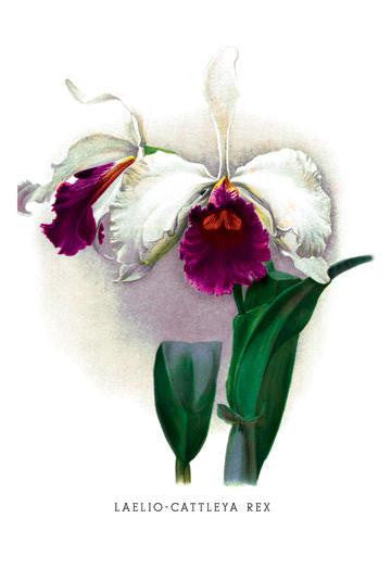 Laelio-Cattleya Rex 20x30 poster