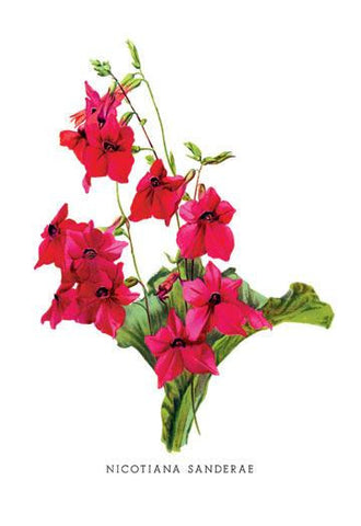 Nicotiana Sanderae 20x30 poster