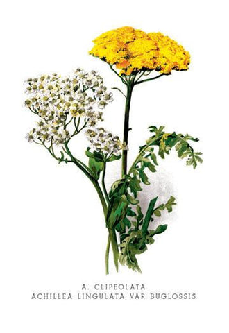 A. Clipeolata Achillea Lingulata Var Buglossis 20x30 poster