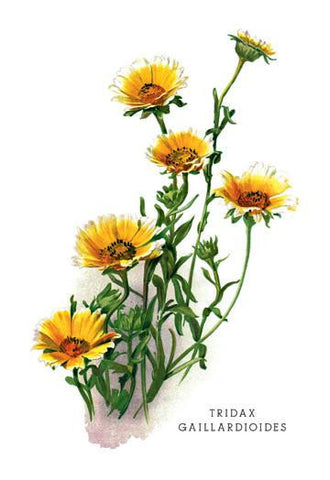 Tridax Gaillardioides 20x30 poster