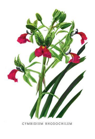 Cymbidium Rhodochilum 20x30 poster