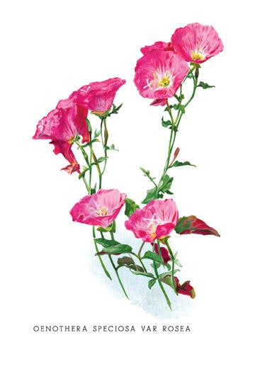 Oenothera Speciosa Var Rosea 20x30 poster