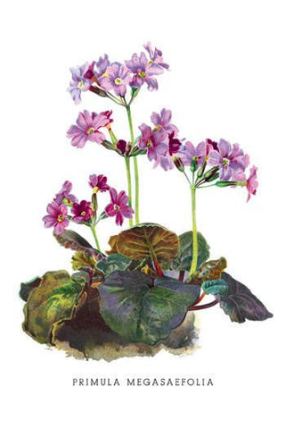 Primula Megasaefolia 20x30 poster