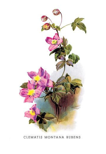 Clematis Montana Rubens 20x30 poster