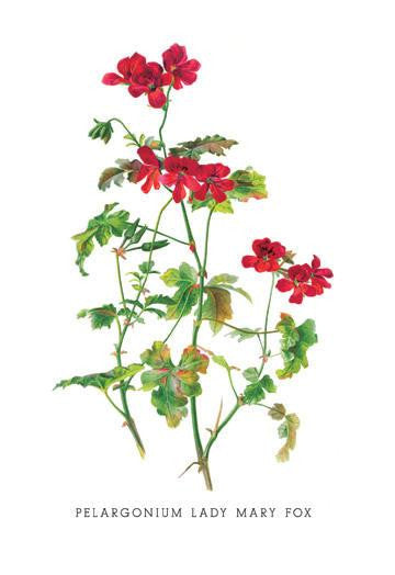 Pelargonium Lady Mary Fox 20x30 poster