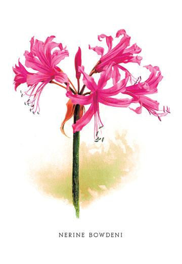 Nerine Bowdeni 20x30 poster