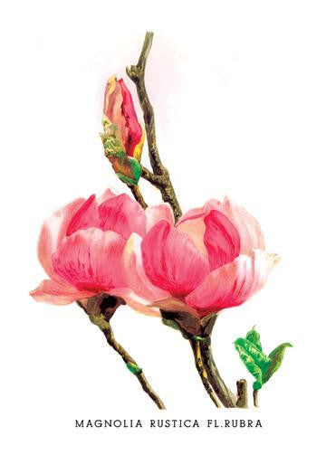 Magnolia Rustica: Fl. Rubra 20x30 poster