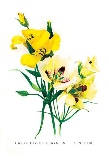 Calochortus Claratus: C. Nitidus 20x30 poster