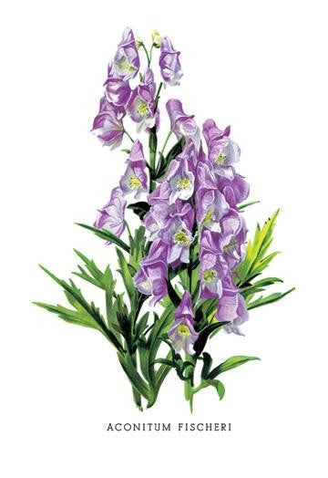 Aconitum Fischeri 20x30 poster