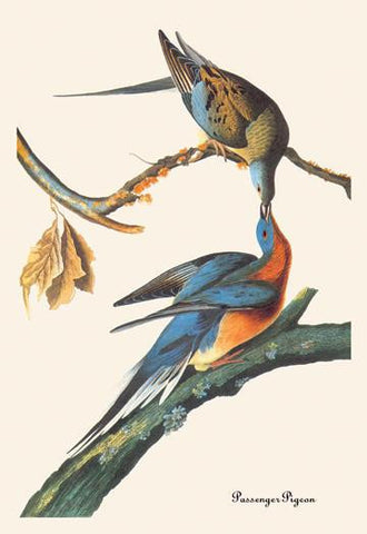 Passenger Pigeon 20x30 poster