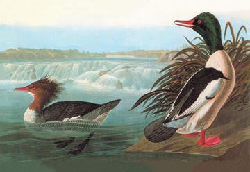 Common Merganser 20x30 poster