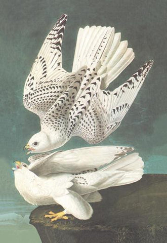 White Gyrfalcon 20x30 poster