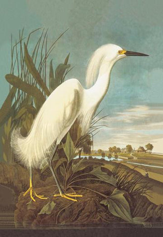 Snowy Egret 20x30 poster